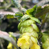 Strobilanthes calycina Nees